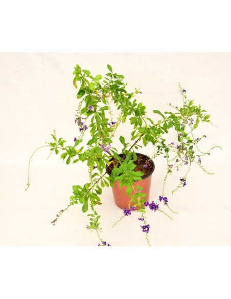 Pianta di Duranta Repens Vaso 18cm - Piante Da Cespuglio|Mondo Piante