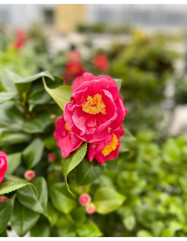 Pianta Camellia japonica-Piante Da Cespuglio Online |Mondo Piante