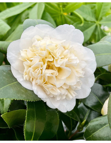 Pianta Camellia japonica-Piante Da Cespuglio Online |Mondo Piante
