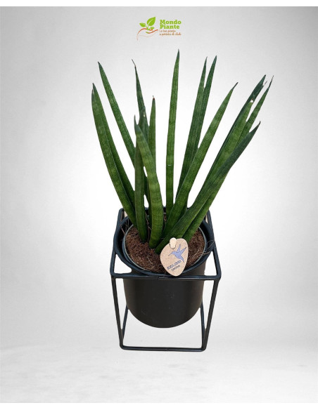 Vendita Pianta Sanseveria Floating pot-Piante Verdi|Mondo Piante