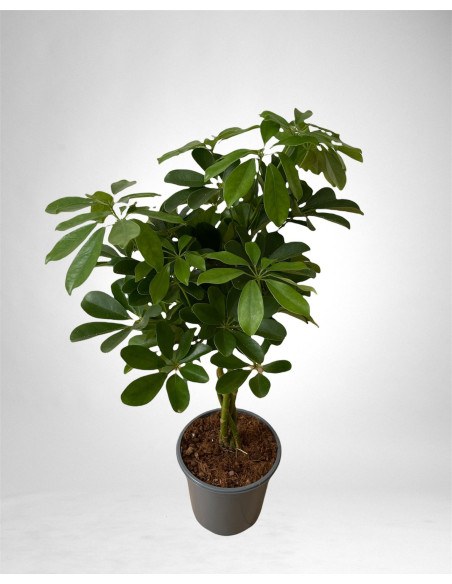 Vendita Pianta Schefflera Compacta Nora Vaso 21cm-Verdi|Mondo Piante