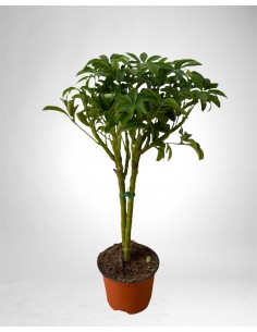 Pianta Schefflera arb....