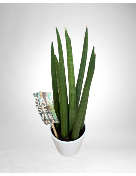 Sanseveria Plant Sale - Green Plants | Vivaio Mondo Piante