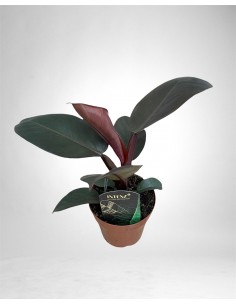 Pianta Philodendron other...