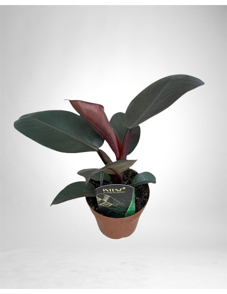 copy of Pianta Aeschynanthus marmoratus