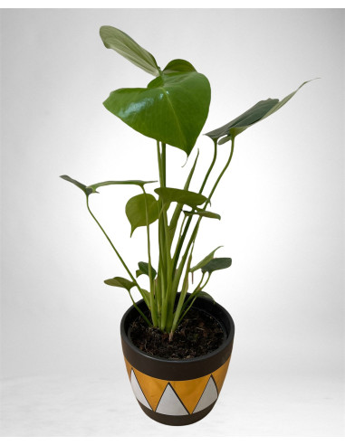 Vendita Pianta Monstera deliciosa Vaso in ceramica|Mondo Piante