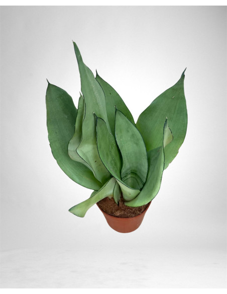 Sanseveria Plant Sale - Green Plants | Vivaio Mondo Piante