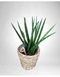 copy of Sanseveria Plant... 2