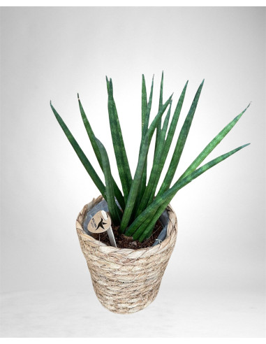 Vendita Pianta Sanseveria in Basket Vaso 9cm-Piante Verdi|Mondo Piante