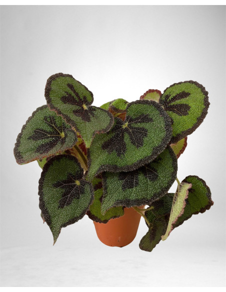 copy of Pianta Aeschynanthus marmoratus