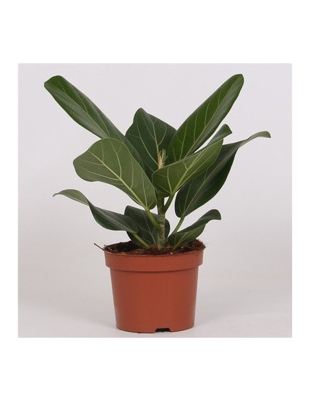 Vendita Pianta Ficus Audrey Vaso 14-Piante da Interno |Mondo Piante