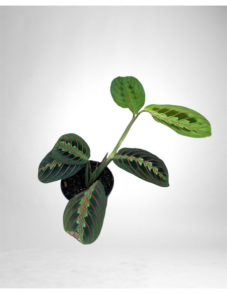 Vendita Pianta di Maranta leuconeura Fascinator-Piante Verdi|Mondo Piante