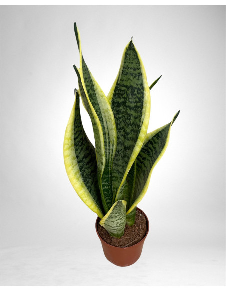 Sanseveria Plant Sale - Green Plants | Vivaio Mondo Piante