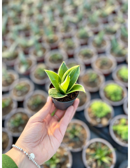 Vendita Sanseveria Jade Pagoda Vaso 6cm-Piante Verdi|Mondo Piante