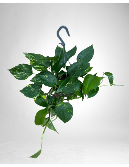 Vendita Pianta Epipremnum o Pothos Basket Vaso 15cm-Vivaio Mondo Piante