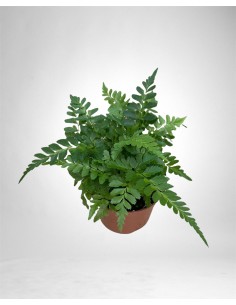 Pianta Asplenium Parvati...