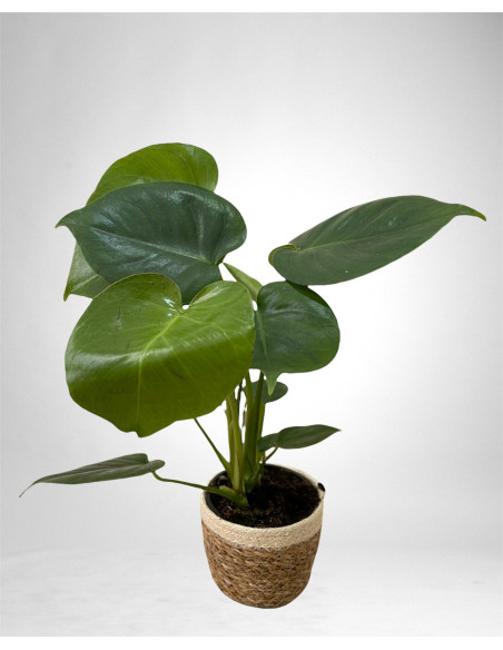 Sale of Alocasia Tree-Green Plants | World of Plants