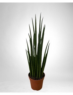 copy of Sanseveria Plant...