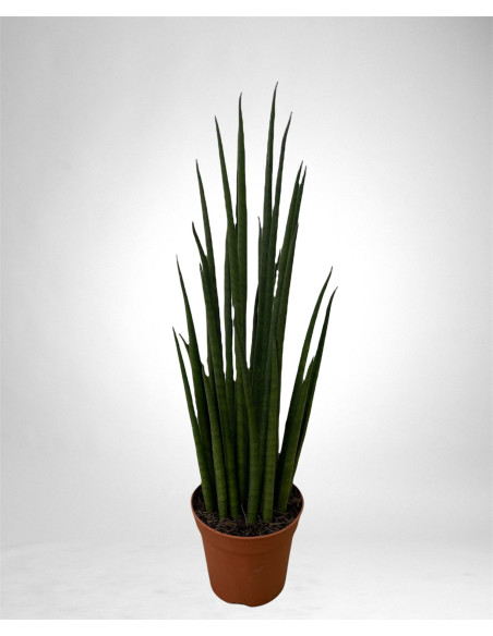 Sanseveria Plant Sale - Green Plants | Vivaio Mondo Piante