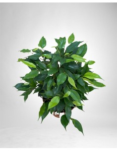 copy of Tradescantia Plant