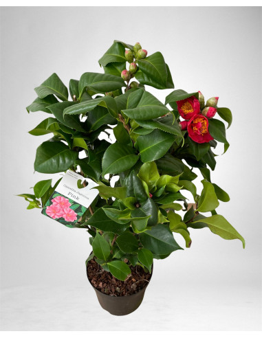 Pianta Camellia japonica-Piante Da Cespuglio Online |Mondo Piante