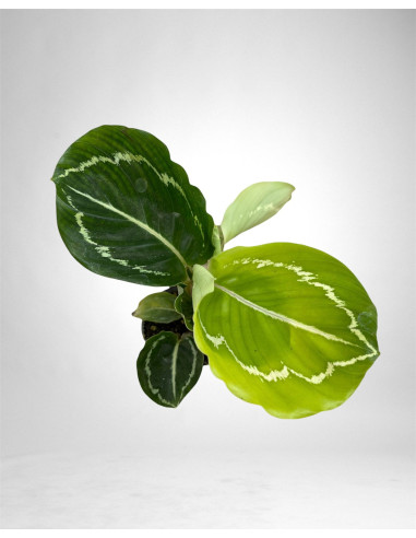 Vendita Pianta di Calathea Roseopicta Green-Piante Verdi|Mondo Piante