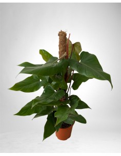 Pianta Philodendron Red...