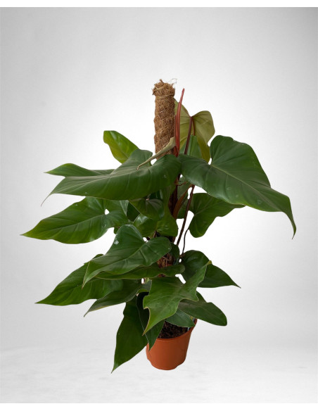 copy of Pianta Aeschynanthus marmoratus