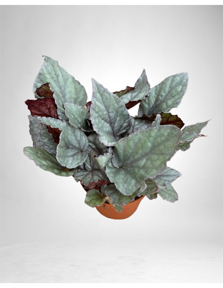 copy of Pianta Aeschynanthus marmoratus