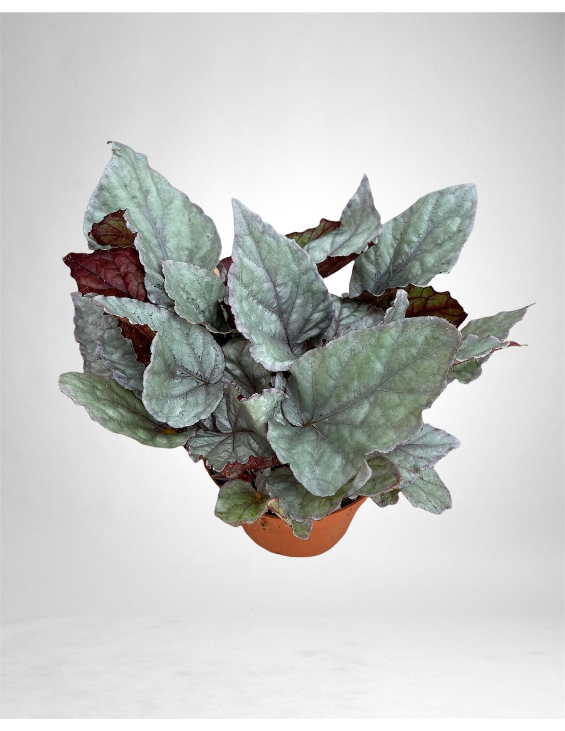 Vendita Pianta Begonia leaf Bolero-Piante Verdi Online|Mondo Piante