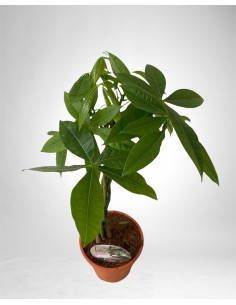 Pianta Pachira aquatica...