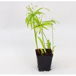 Cyperus Alternifolius Plant