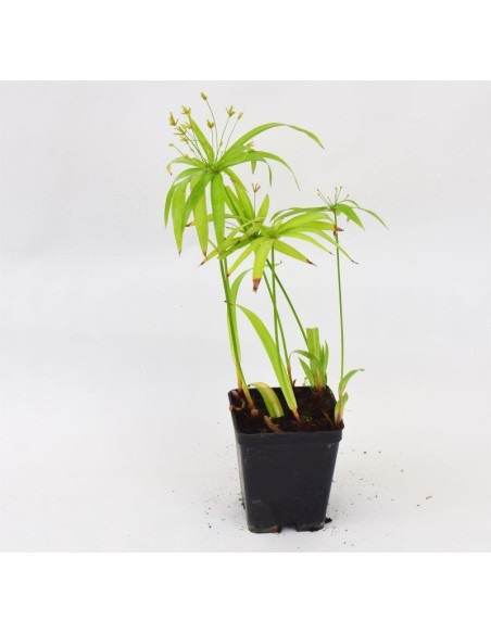 Cyperus Plant for Sale - Bush Plants Online | Mondo Piante