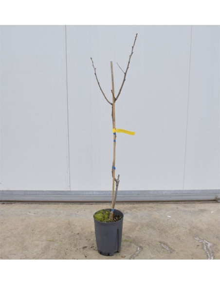 Albero di Pistacchio Femmina in Fitocella 3 Anni | Mondo Piante
