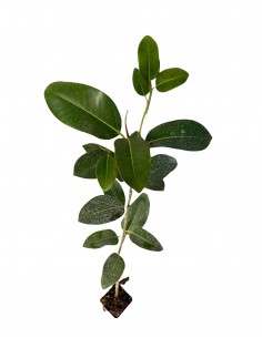 5x Piante Ficus... 2