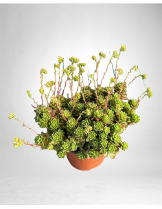 Vendita Sedum lucidum Obesum|La Succulenta Effetto Gloss|MondoPiante