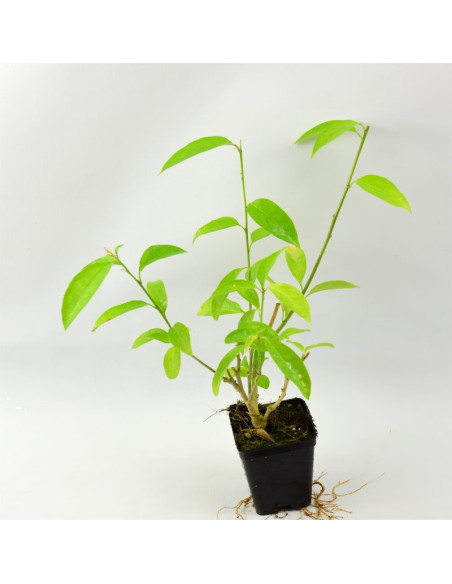 Cestrum Plant for Sale - Bush Plants Online | Mondo Piante