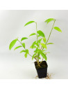 Cestrum Plant for Sale - Bush Plants Online | Mondo Piante