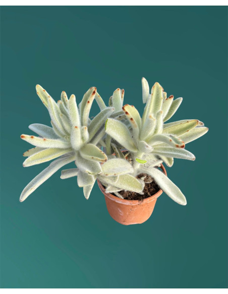 Vendita Pianta Grassa Kalanchoe Tomentosa-Piante Grasse|Mondo Piante