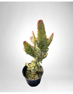 Pianta opuntia monacantha...