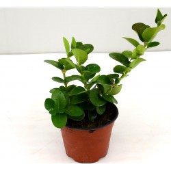 Pianta di Carissa... 2