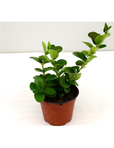 Pianta di Carissa Grandiflora Vaso 14cm-Cespugli|Mondo Piante