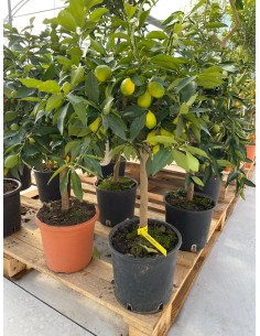 Albero di Lemonquat o... 2