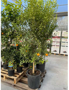 Albero di Chinotto in Mastello | Mondo Piante 2