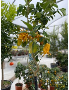 Albero di Cedro Mano di...