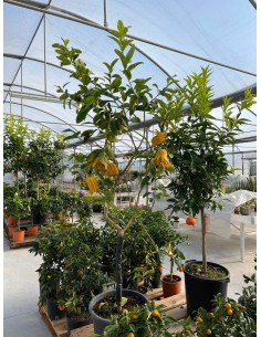 Albero di Cedro Mano di... 2