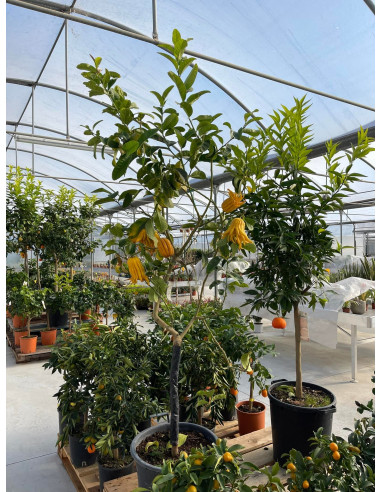 Vendita Albero di Cedro Mano di Buddha in Mastello-Agrumi|Mondo Piante
