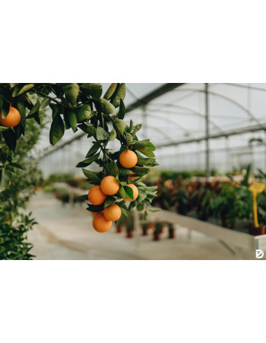 Albero di Arancio Tarocco in Mastello | Mondo Piante