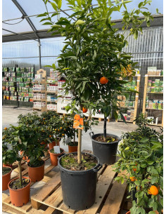Albero di Arancio Tarocco in Mastello | Mondo Piante 2