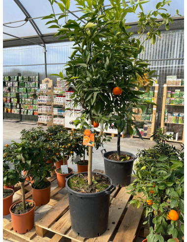 Vendita Albero Arancio Tarocco in Mastello - di Agrumi | Mondo Piante